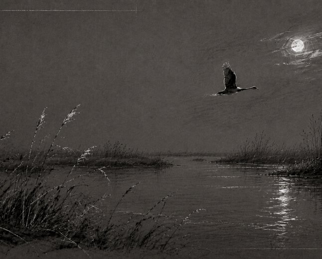 Der schwarze Schwan von Loitz